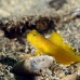 goby_shrimp_banded_muck_h_0705_png2312.jpg